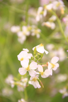 萝卜花