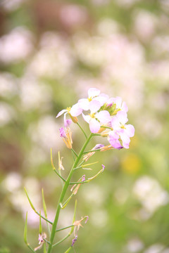 萝卜花