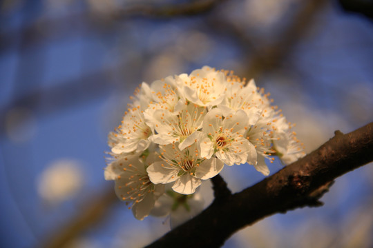 梨花