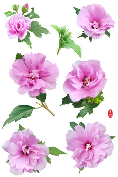 朝開(kāi)暮落木槿花