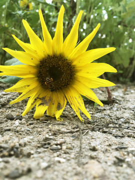 泥土下的向日葵小蜜蜂