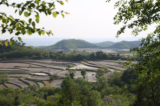 烟田