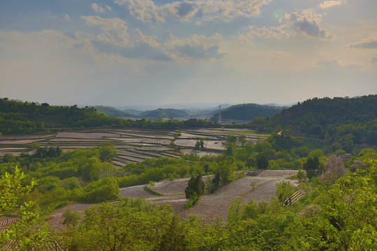 烟田