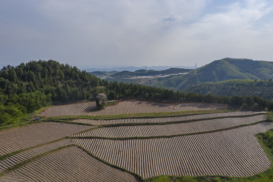 田野