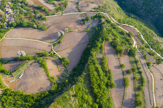 高山烟田