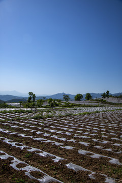 烟田风光