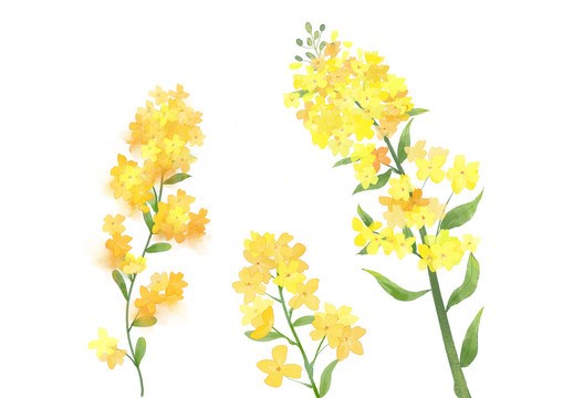 黃綠色水彩風(fēng)油菜花串