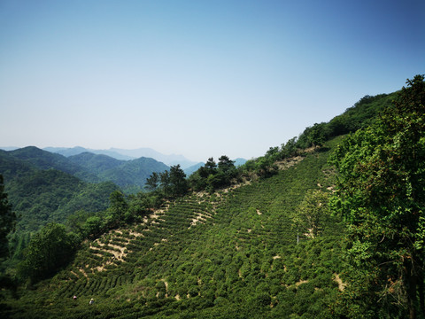 山区茶园