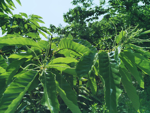 板栗树开花了