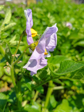 土豆花马铃薯花