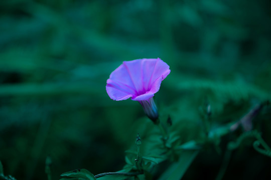 牵牛花