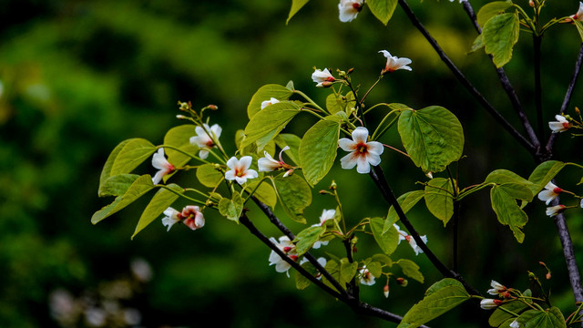 油桐花