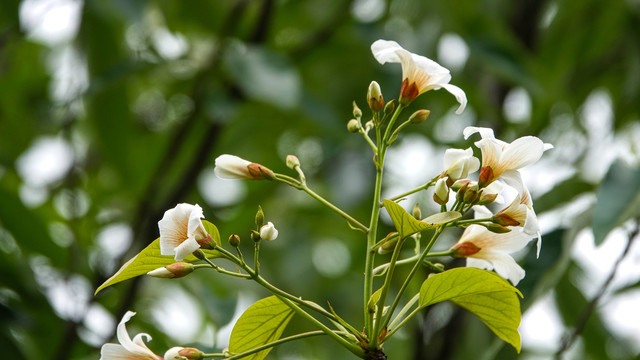 油桐花