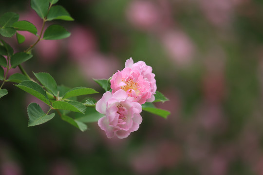 蔷薇科月季花