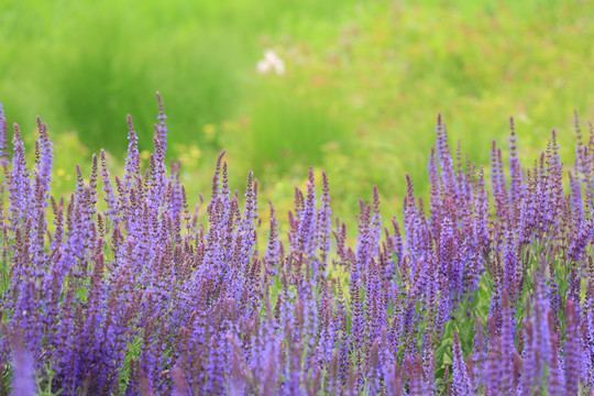 薰衣草花海