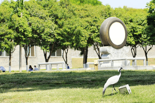 蓑羽鹤在大明宫遗址公园散步