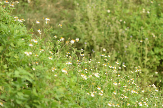 野菊花