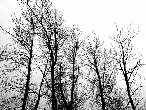 黑白枯树