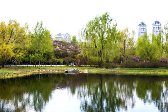 湖景绿柳