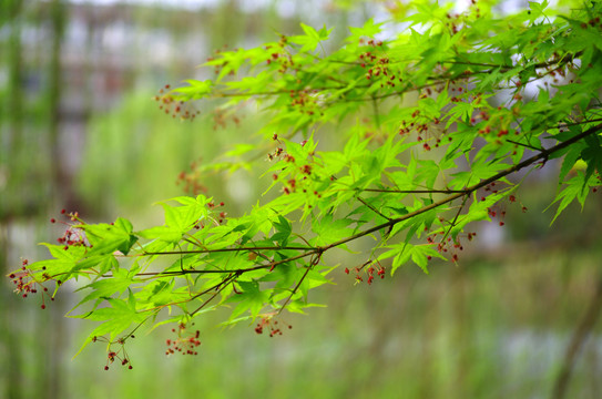 枫树开花