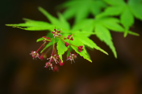 槭树开花