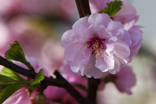 春暖花开桃花小桃红桃红柳绿