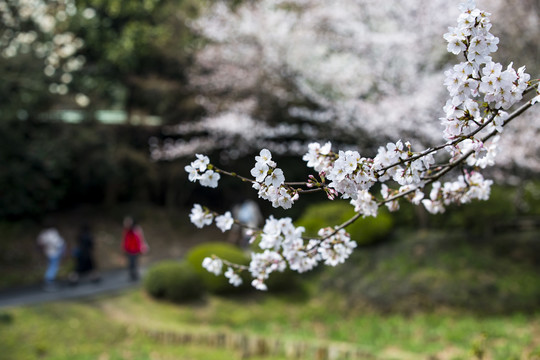 太湖鼋头渚风景区