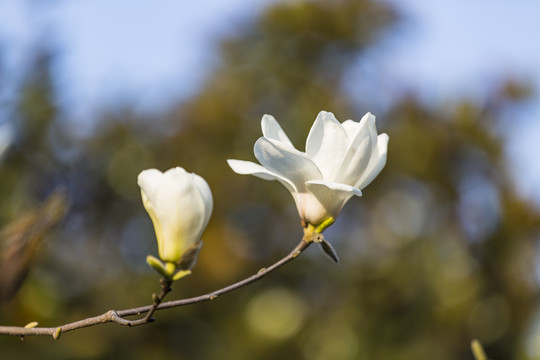 白玉兰花特写