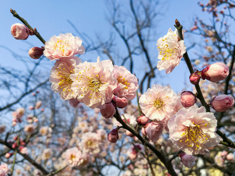 樱花特写