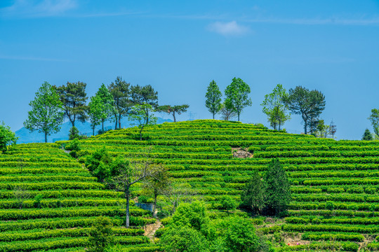 茶山