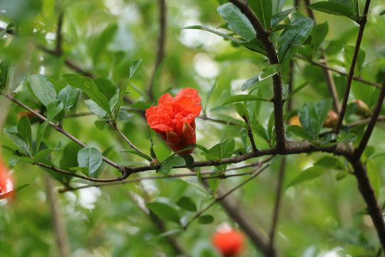 红石榴花