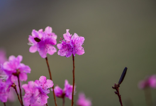 兴安杜鹃花