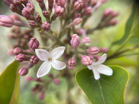 丁香花