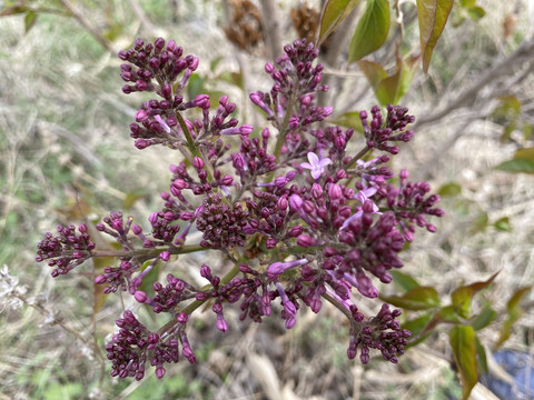 丁香花