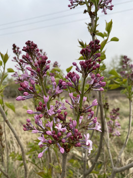 丁香花