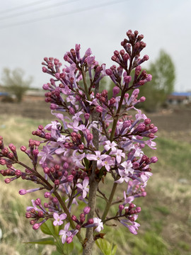 丁香花