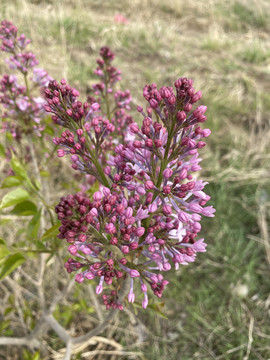 丁香花