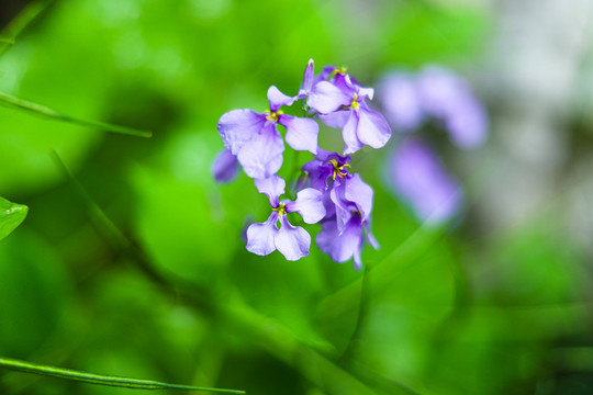 诸葛菜