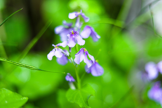 诸葛菜