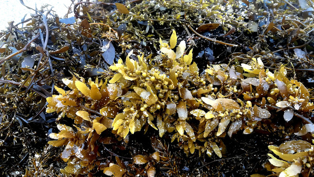海藻类植物