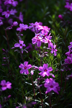 芝樱花