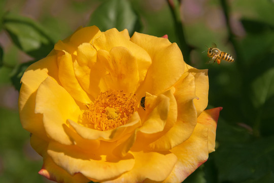 蜜蜂与黄玫瑰