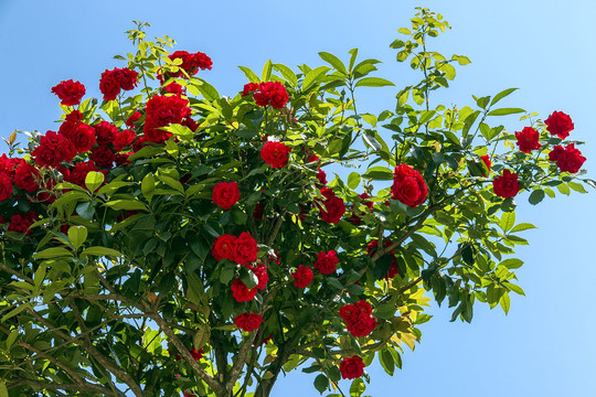 攀附桂花的月季花