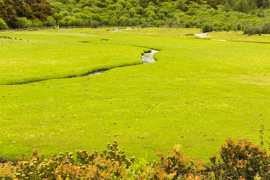 草甸河流