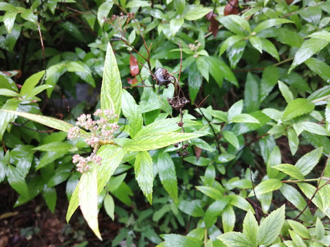 雨后树叶旁的蜗牛和露珠