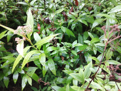 雨后树叶旁的蜗牛和露珠