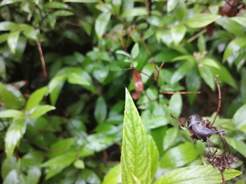 雨后树叶旁的蜗牛和露珠