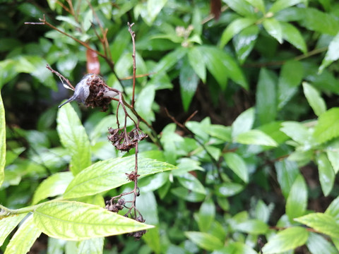 雨后树叶旁的蜗牛和露珠