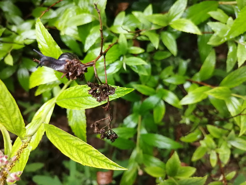 雨后树叶旁的蜗牛和露珠