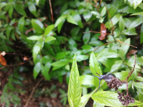 雨后树叶旁的蜗牛和露珠